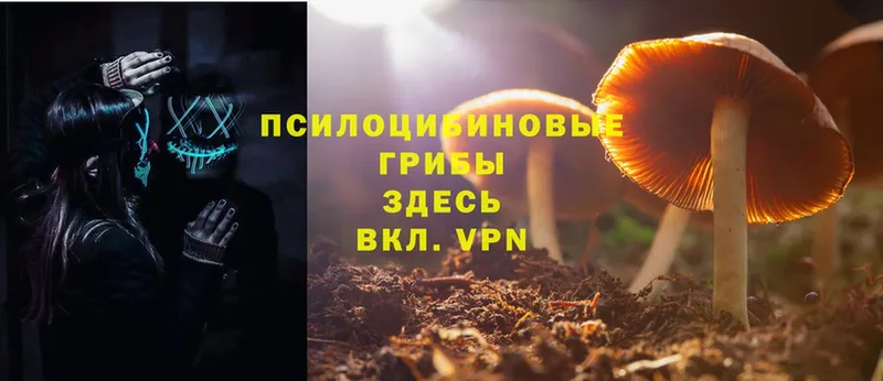 Псилоцибиновые грибы Cubensis  Белоярский 